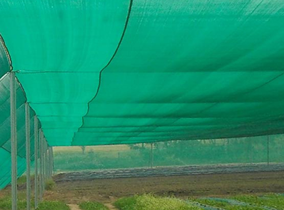 Shade Net visual 1